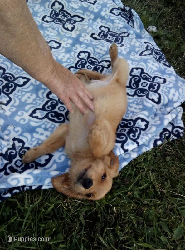 rolo, a female Golden Retriever for sale in Dixon, IL – Photo 1 of 1