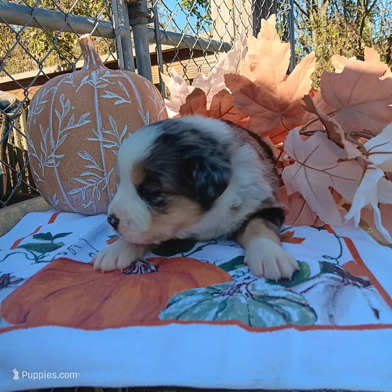 heide – Australian Shepherd puppy for sale in Dixon, IL