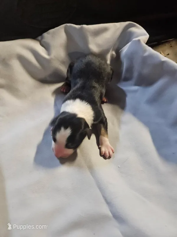 Koda – Australian Shepherd puppy for sale in Dixon, IL