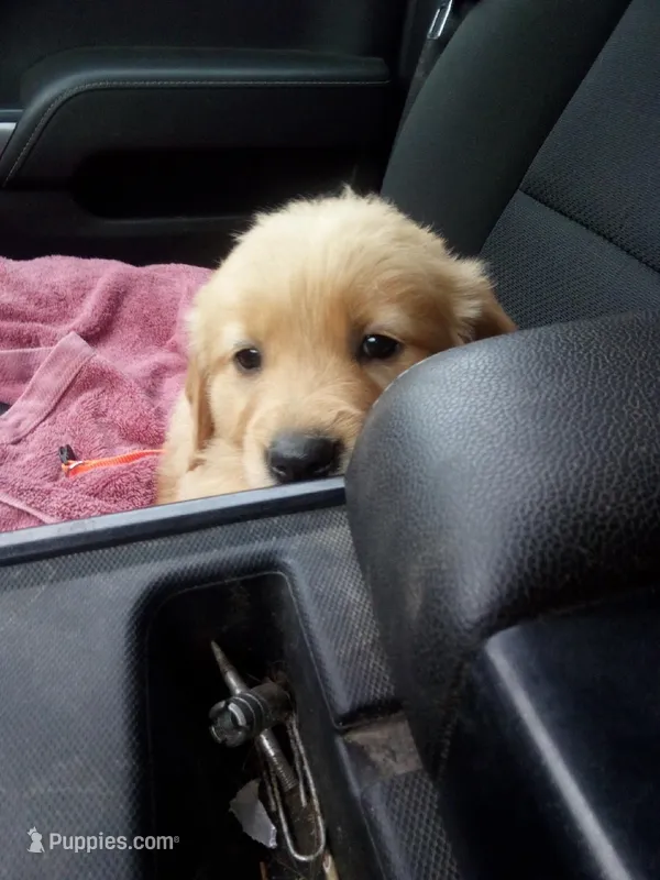 Roscoe – Golden Retriever puppy for sale in Dixon, IL