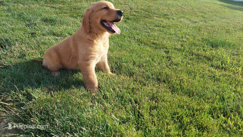 maggie – Golden Retriever puppy for sale in Dixon, IL