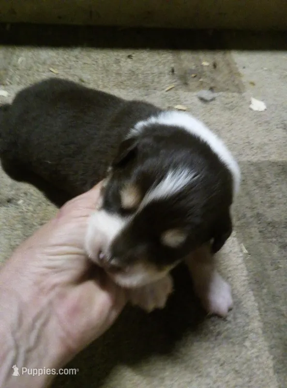 Loki – Australian Shepherd puppy for sale in Dixon, IL