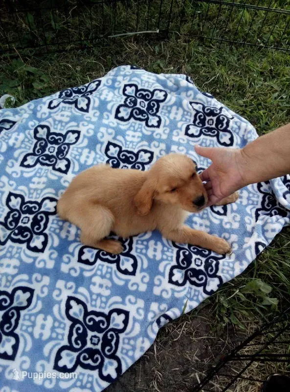 Duke  – Golden Retriever puppy for sale in Dixon, IL