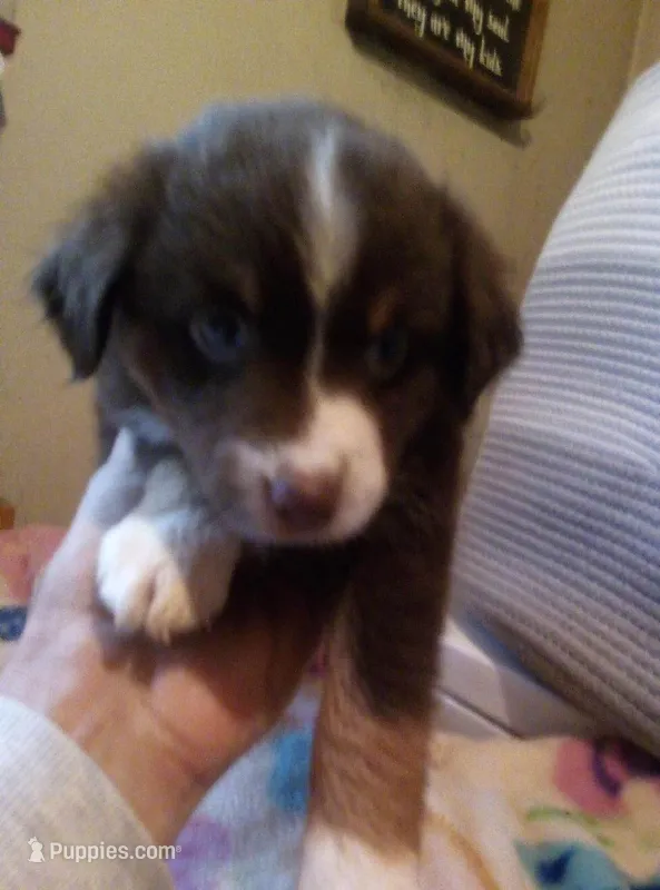Ava  ( Tiny red tri blue eyes ) – Miniature Australian Shepherd puppy for sale in Dixon, IL