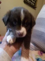 Ava  ( Tiny red tri blue eyes ), a female Miniature Australian Shepherd for sale in Dixon, IL – 1 of 1