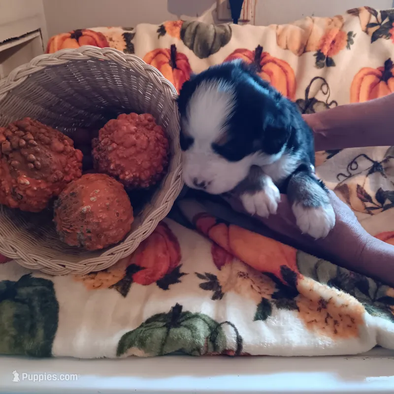 ava – Bernese Mountain Dog puppy for sale in Dixon, IL