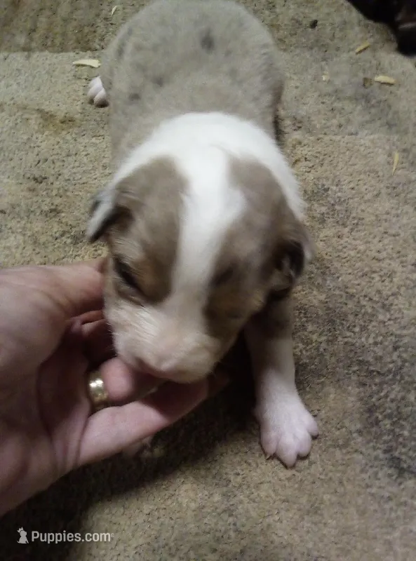 Emma – Australian Shepherd puppy for sale in Dixon, IL