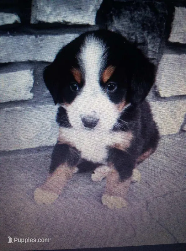 addy – Bernese Mountain Dog puppy for sale in Dixon, IL