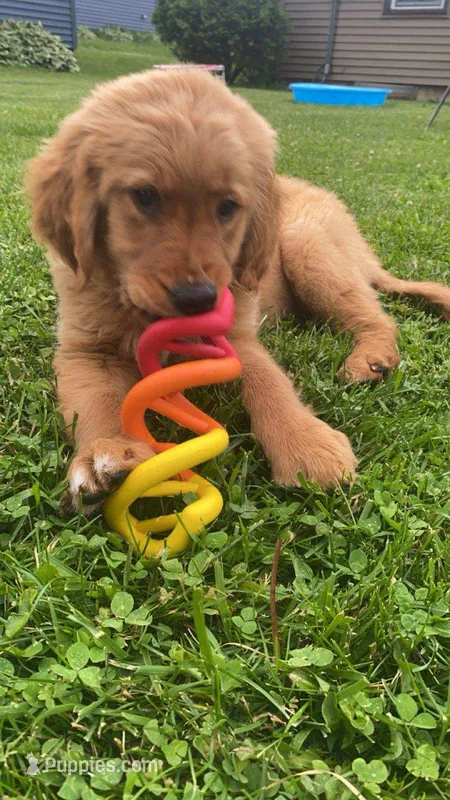 Tucker – Golden Retriever puppy for sale in Dixon, IL