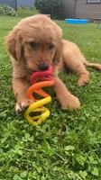 Tucker, a male Golden Retriever for sale in Dixon, IL – 1 of 1