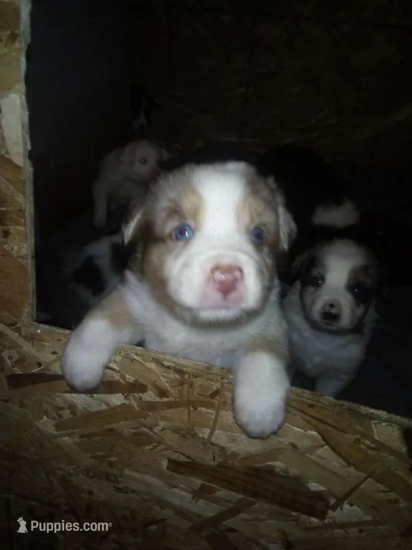 Tasha (red Merle )blue eyes – Australian Shepherd puppy for sale in Dixon, IL