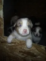 Tasha (red Merle )blue eyes, a female Australian Shepherd for sale in Dixon, IL – 1 of 1