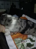 sampson, a male Australian Shepherd for sale in Dixon, IL – 2 of 2