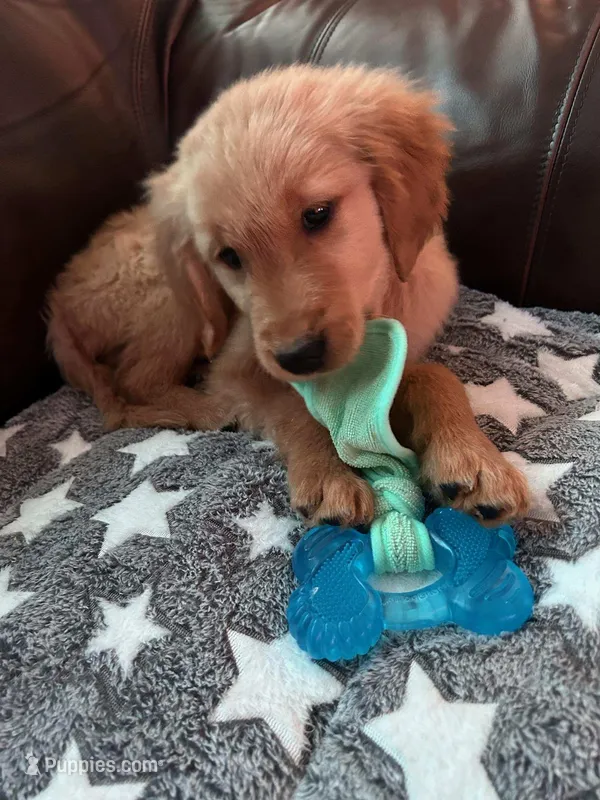 sampson – Golden Retriever puppy for sale in Dixon, IL