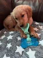 sampson, a male Golden Retriever for sale in Dixon, IL – 1 of 1