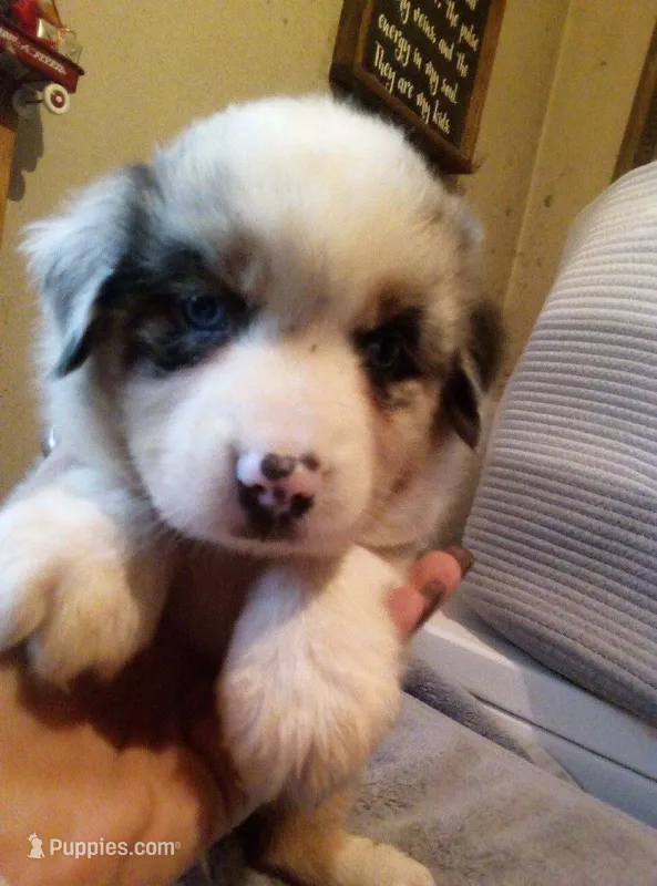 Jake    Blue Merle – Australian Shepherd puppy for sale in Dixon, IL