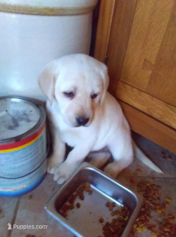 Timber – Labrador Retriever puppy for sale in Dixon, IL