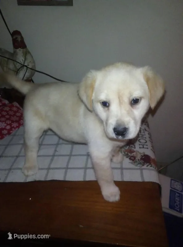Timber – Labrador Retriever puppy for sale in Dixon, IL