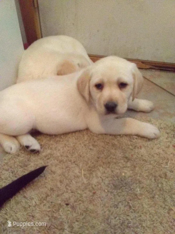 Jake – Labrador Retriever puppy for sale in Dixon, IL