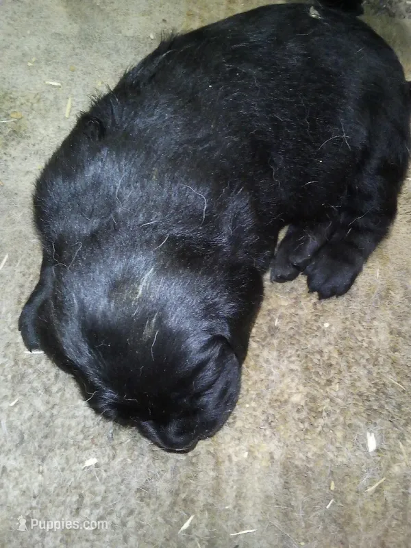 Duke , a male Labrador Retriever for sale in Dixon, IL – Photo 1 of 1