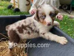 Roscoe – Miniature Australian Shepherd puppy for sale in Dixon, IL