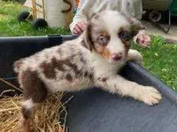 Roscoe, a male Miniature Australian Shepherd for sale in Dixon, IL – 1 of 1