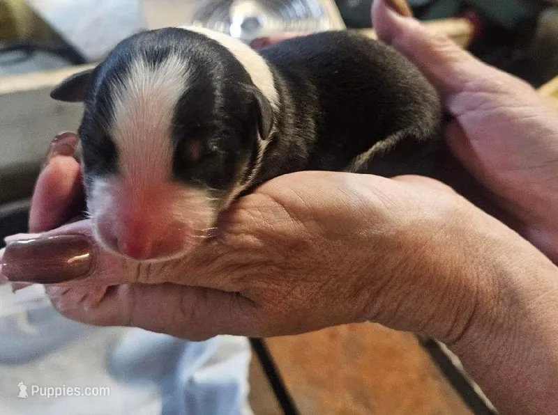 sampson – Australian Shepherd puppy for sale in Dixon, IL
