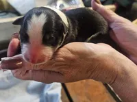 sampson, a male Australian Shepherd for sale in Dixon, IL – 1 of 1