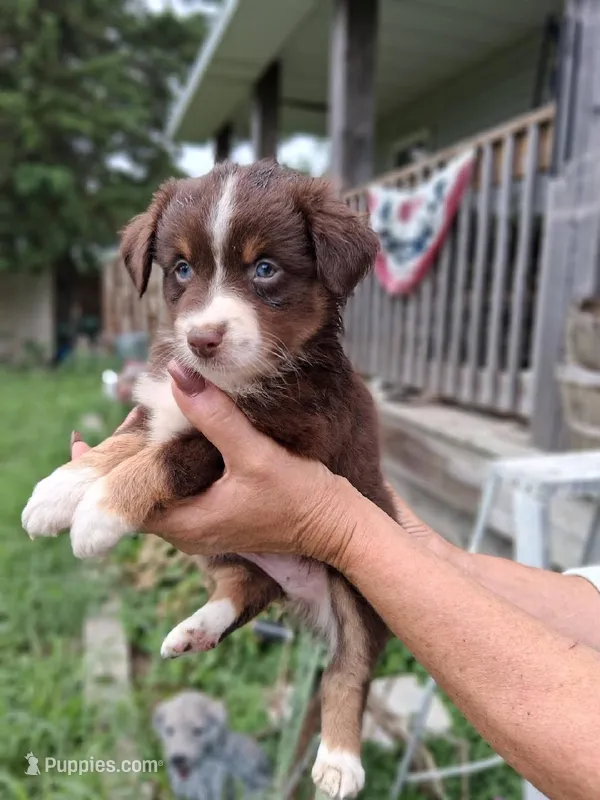 Ava  ( Tiny red tri blue eyes ) – Miniature Australian Shepherd puppy for sale in Dixon, IL