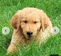 Jake, a male Golden Retriever for sale in Dixon, IL – 1 of 1