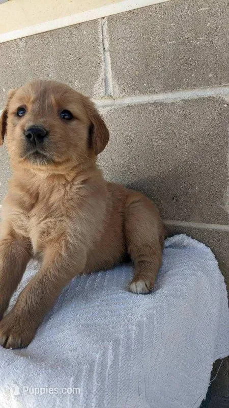 annie, a female Golden Retriever for sale in Dixon, IL – Photo 1 of 1