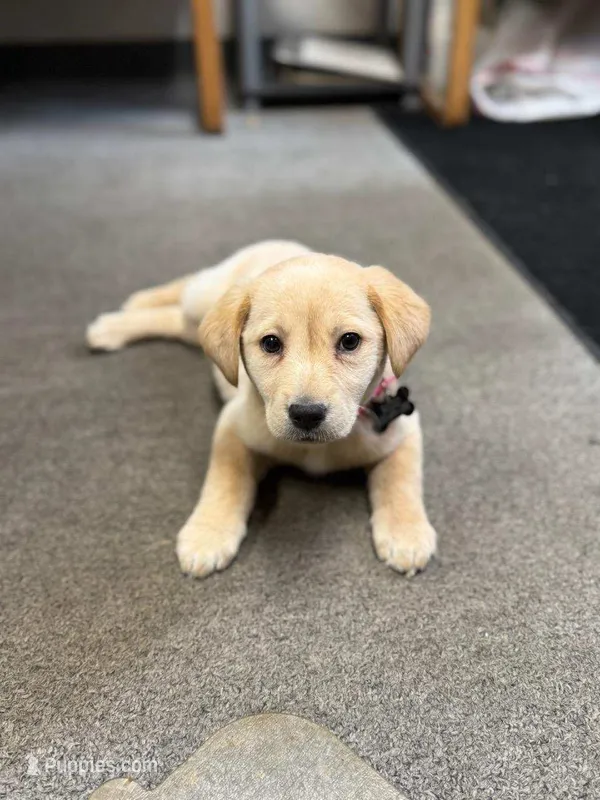 Baily – Labrador Retriever puppy for sale in Dixon, IL