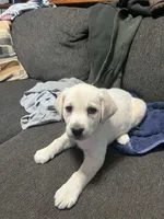 Tank, a male Labrador Retriever for sale in Dixon, IL – 1 of 1