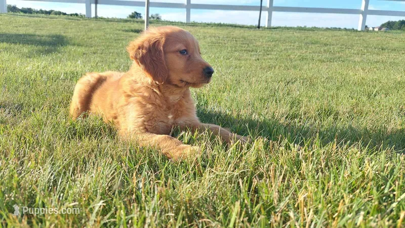 hank – Golden Retriever puppy for sale in Dixon, IL