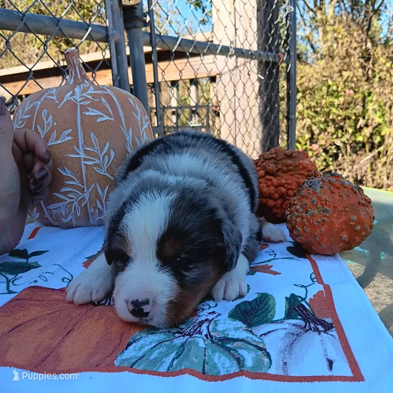 sampson – Australian Shepherd puppy for sale in Dixon, IL