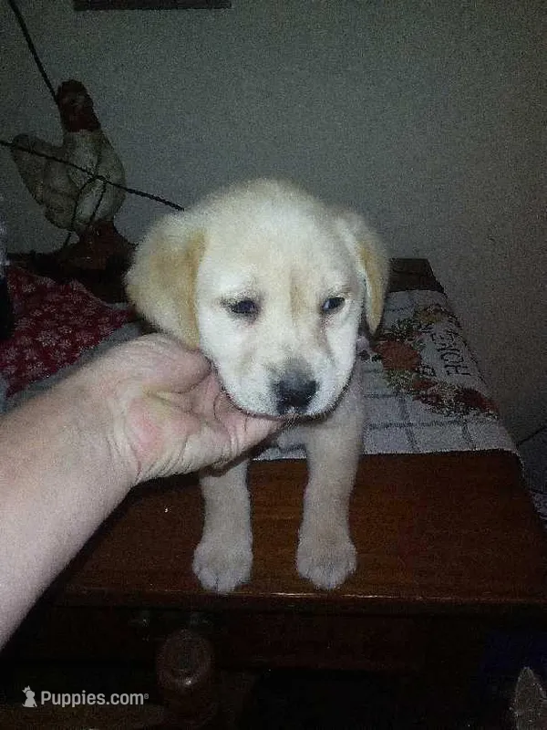 Quin – Labrador Retriever puppy for sale in Dixon, IL