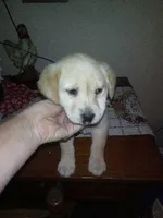 Quin, a male Labrador Retriever for sale in Dixon, IL – 1 of 1