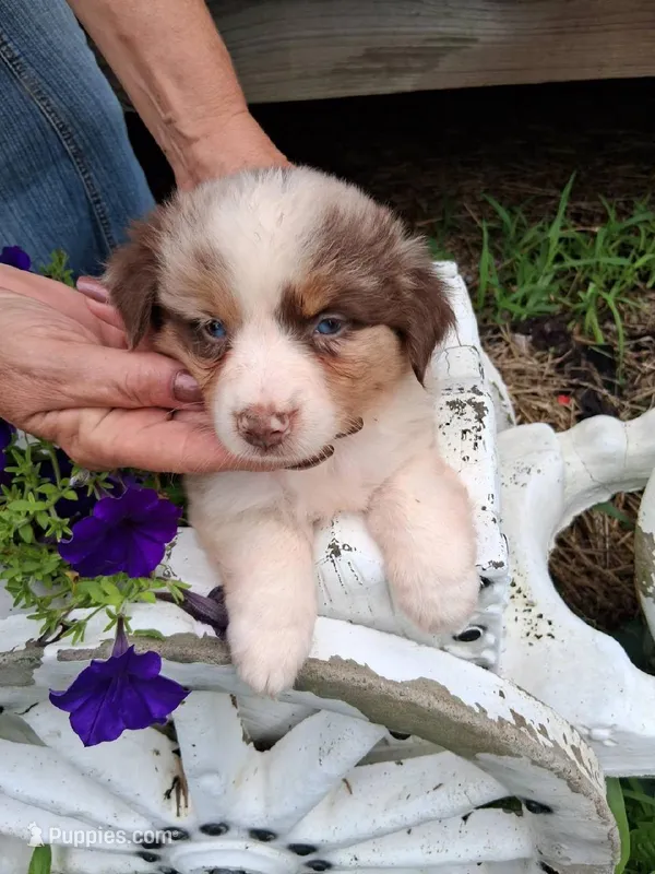 faith ( red Merle blue eyes ) – Miniature Australian Shepherd puppy for sale in Dixon, IL