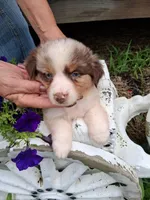faith ( red Merle blue eyes ), a female Miniature Australian Shepherd for sale in Dixon, IL – 1 of 1