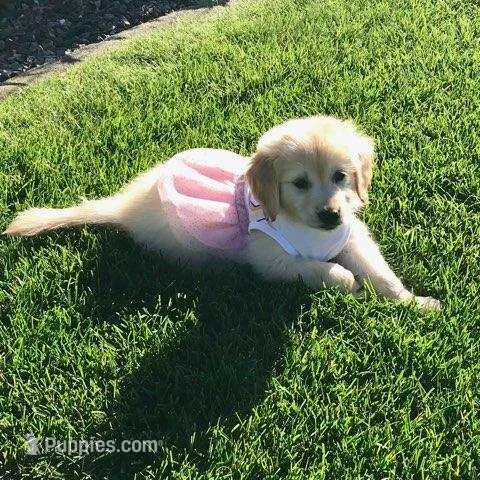 maggie – Golden Retriever puppy for sale in Dixon, IL