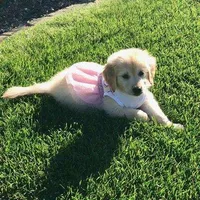 maggie, a female Golden Retriever for sale in Dixon, IL – 1 of 1