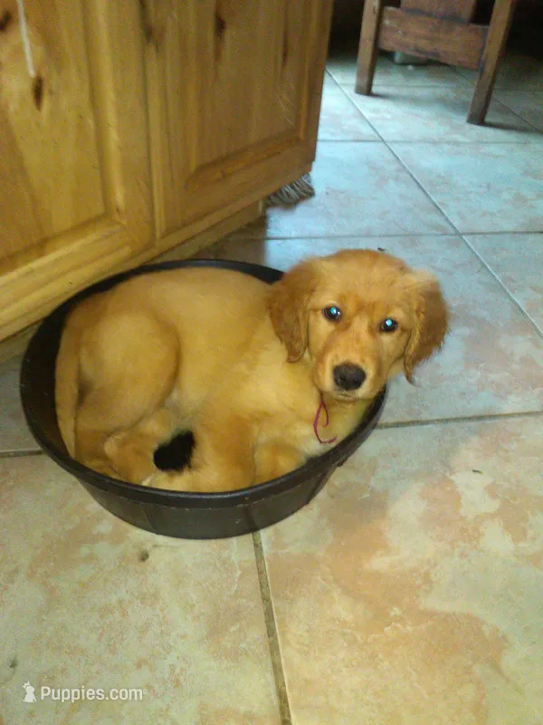 tank – Golden Retriever puppy for sale in Dixon, IL