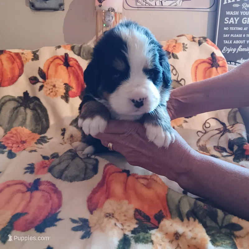 Duke  – Bernese Mountain Dog puppy for sale in Dixon, IL