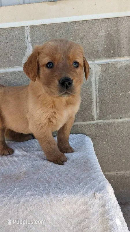 chance – Golden Retriever puppy for sale in Dixon, IL