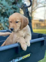 Granger, a male Golden Retriever for sale in Dixon, IL – 1 of 1