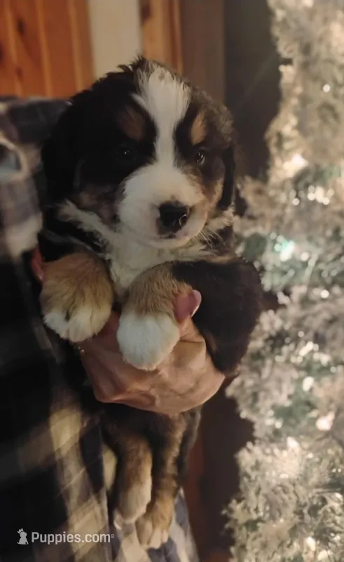 Brutus – Bernese Mountain Dog puppy for sale in Dixon, IL