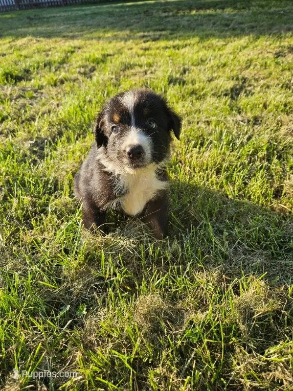 cody – Australian Shepherd puppy for sale in Dixon, IL