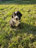 cody, a male Australian Shepherd for sale in Dixon, IL – 1 of 1