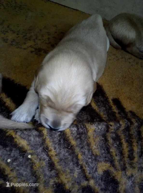 maddie – Golden Retriever puppy for sale in Dixon, IL