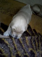maddie, a female Golden Retriever for sale in Dixon, IL – 1 of 1